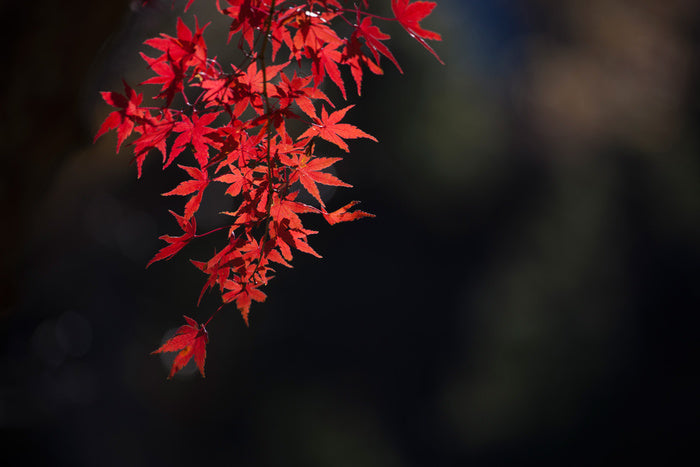Red maple fall