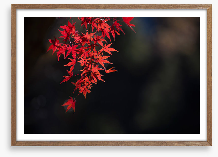 Red maple fall