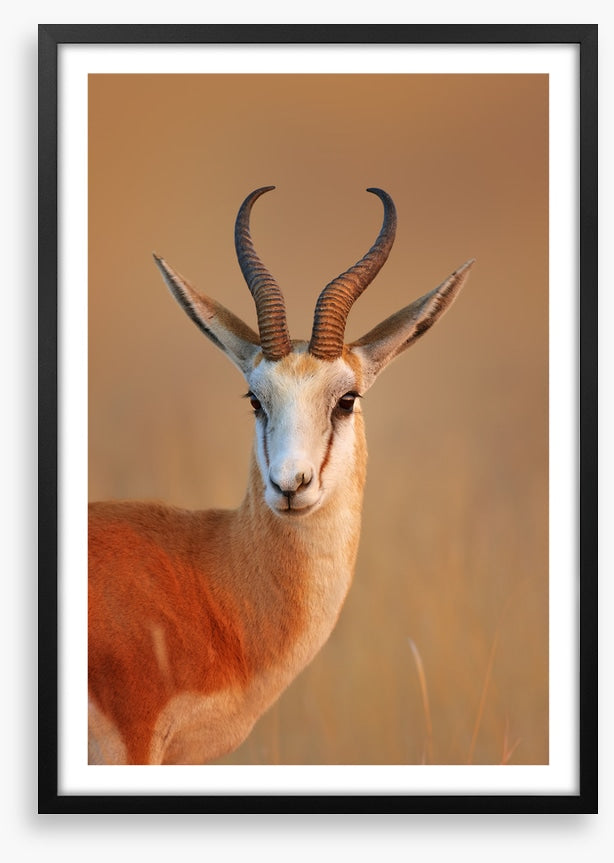 Mammals