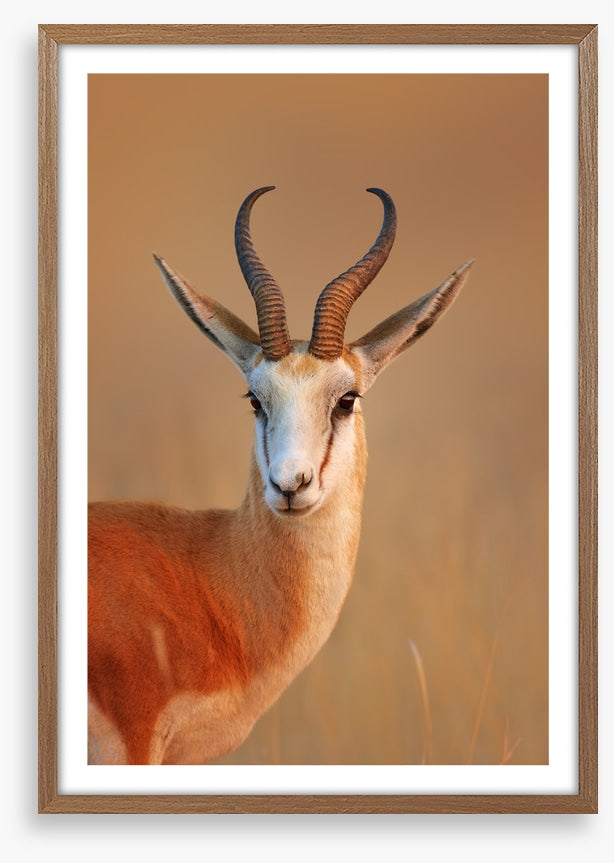 Mammals