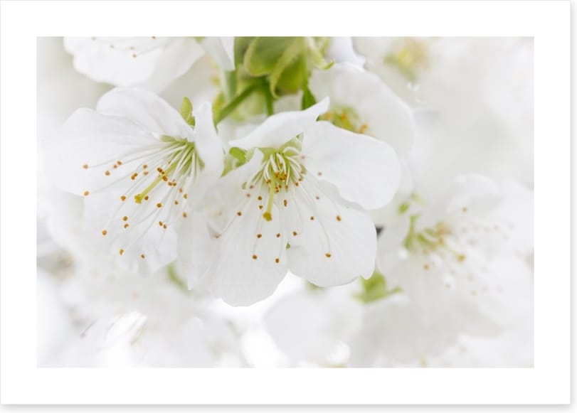 White blossom