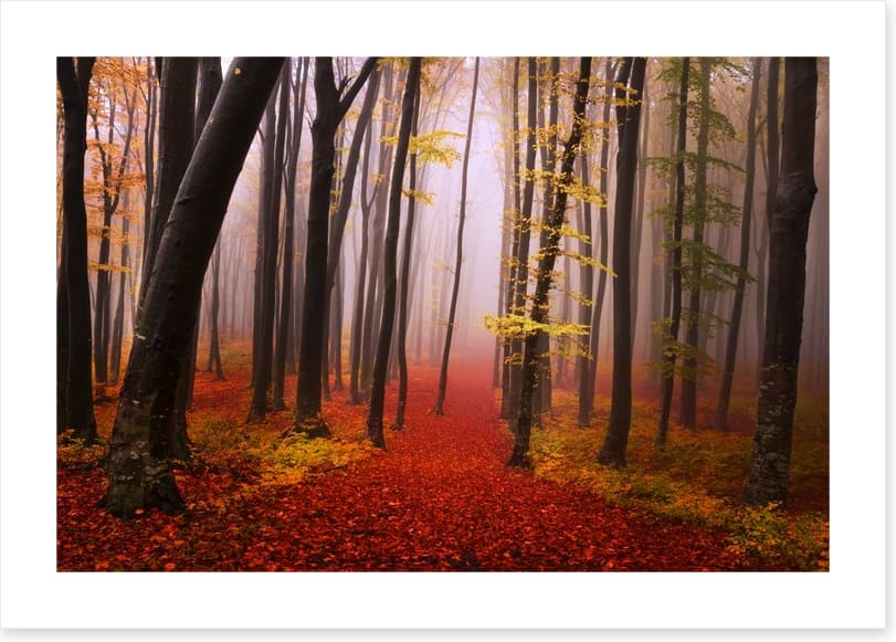 Autumn in the fairytale forest