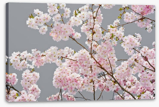 Apple blossom on grey