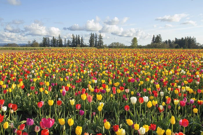 Tulips forever
