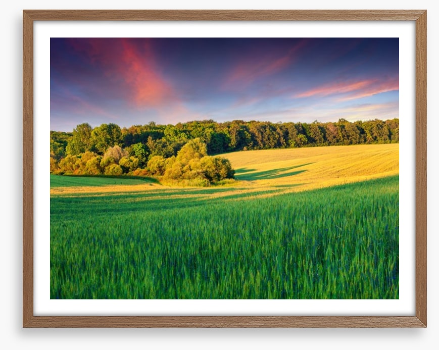 Field of dreams