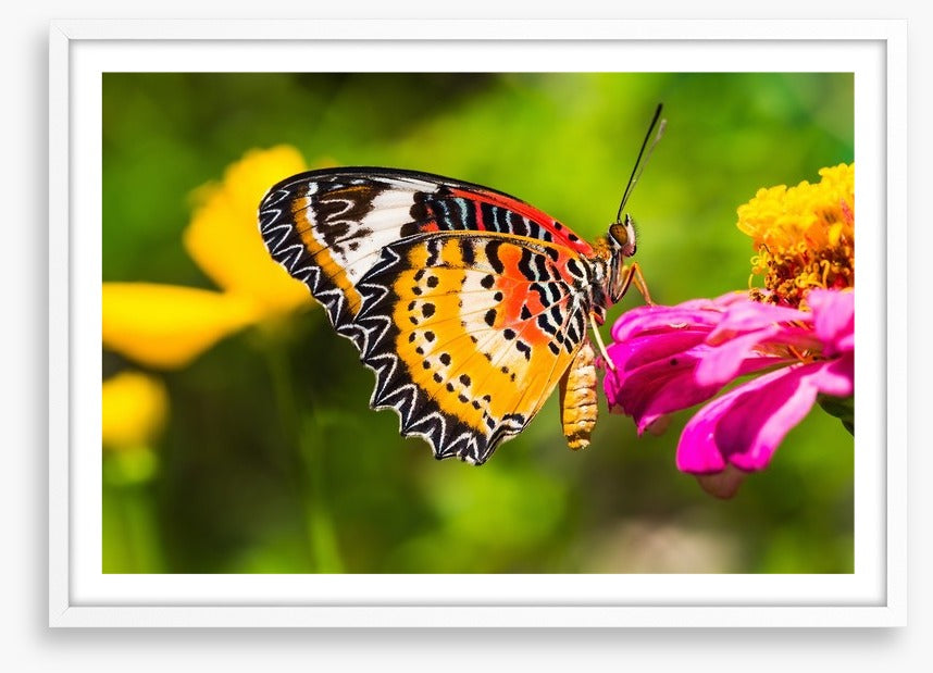 Yellow lacewing