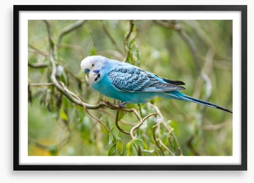 Little blue budgerigar
