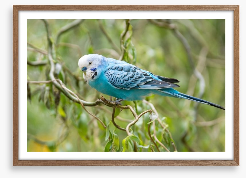 Little blue budgerigar