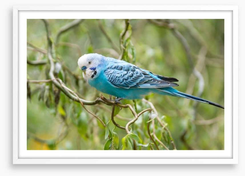 Little blue budgerigar