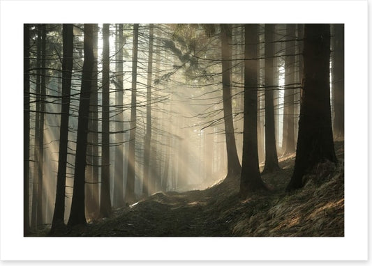 Sunrise in the coniferous forest