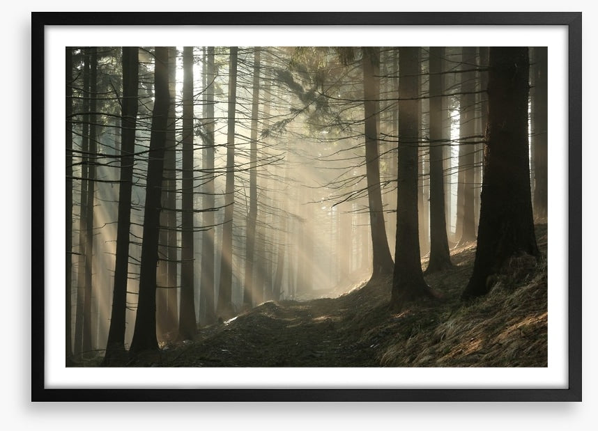 Sunrise in the coniferous forest