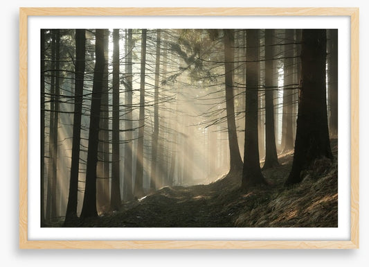 Sunrise in the coniferous forest