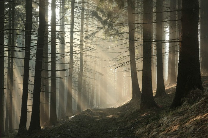 Sunrise in the coniferous forest