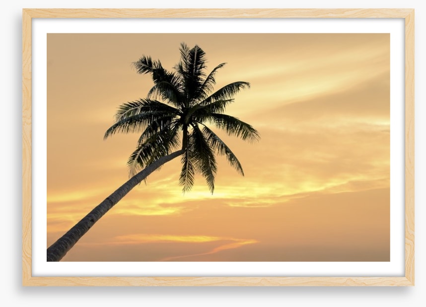Palm tree afterglow