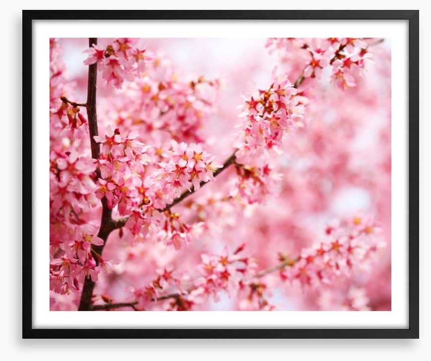 Cherry blossom sakura