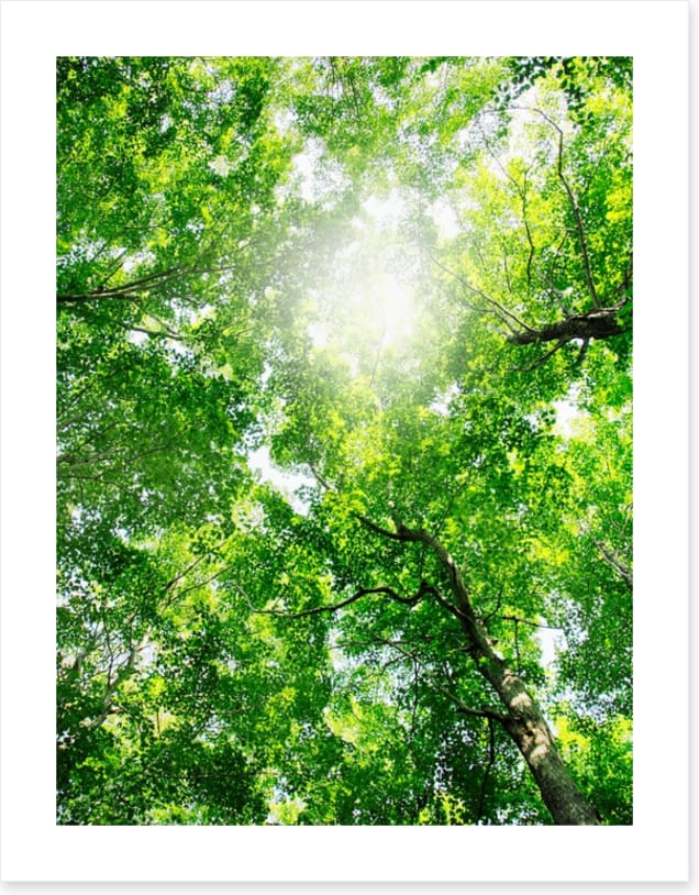 Through the canopy