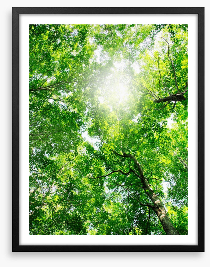 Through the canopy