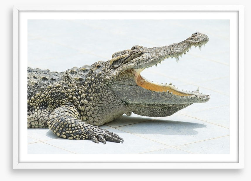 Reptiles / Amphibian