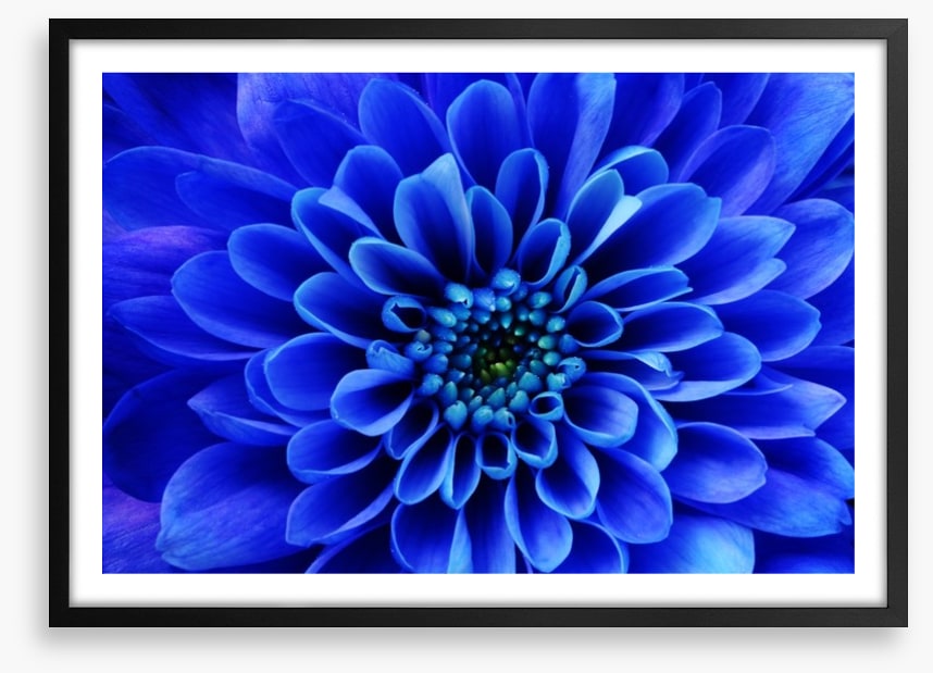 Blue aster