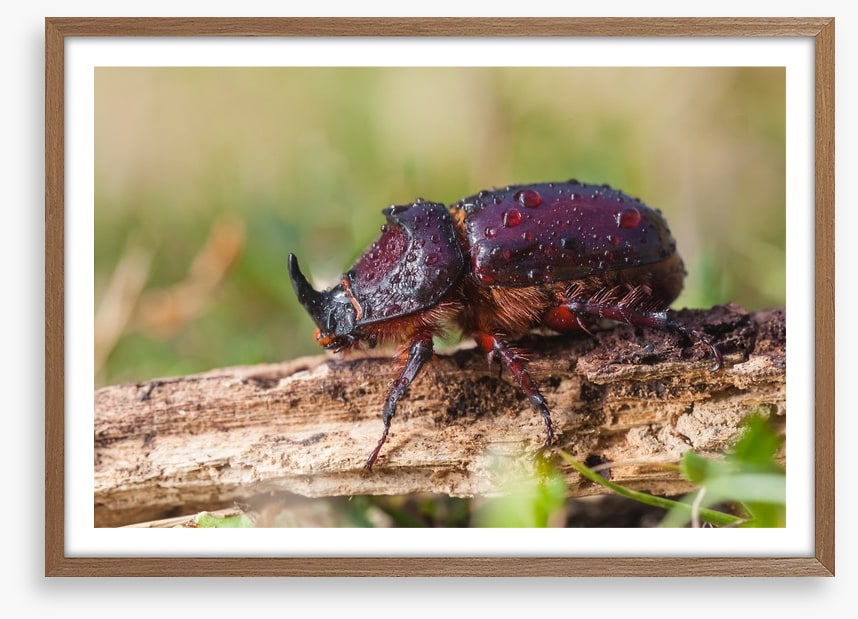 Insects