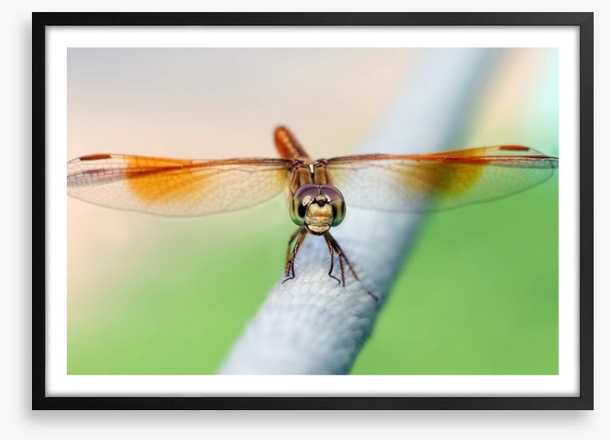 Insects
