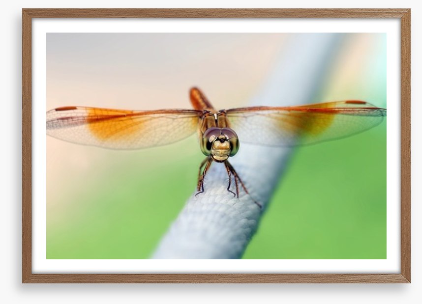 Insects