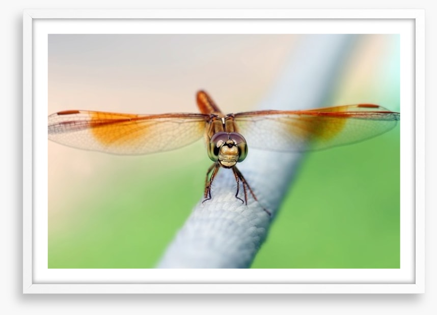 Insects