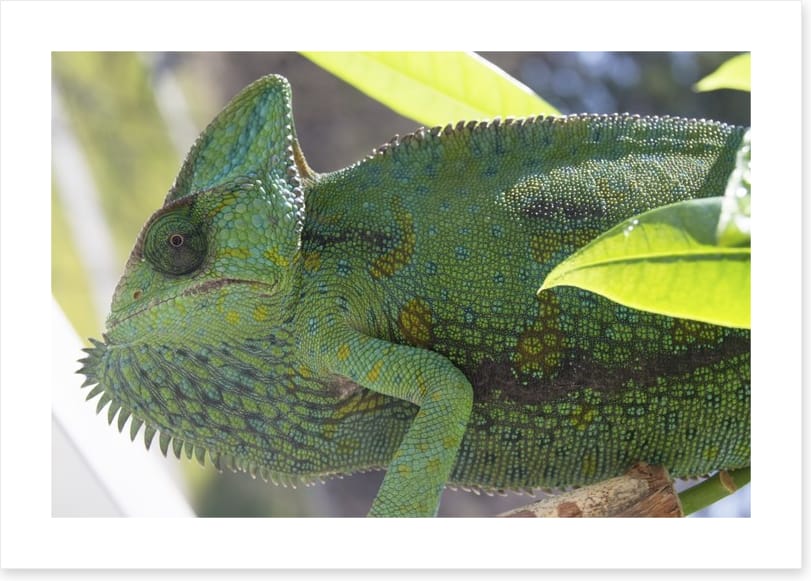 Reptiles / Amphibian