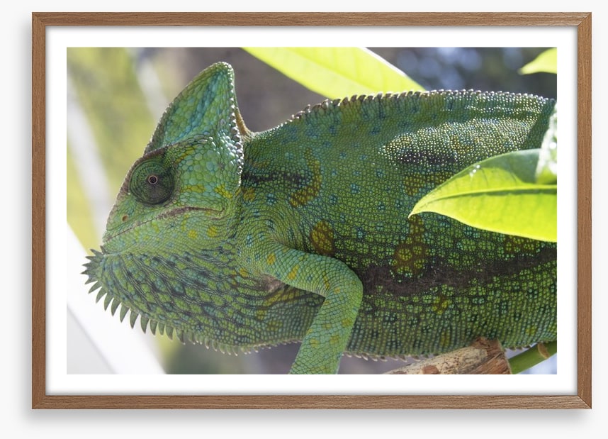 Reptiles / Amphibian