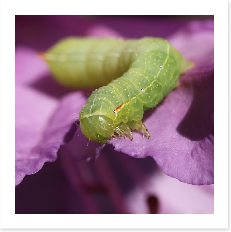Insects
