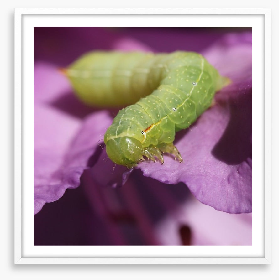 Insects