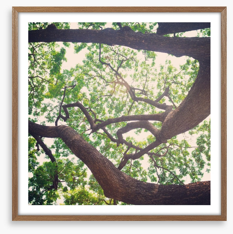 Vintage branches