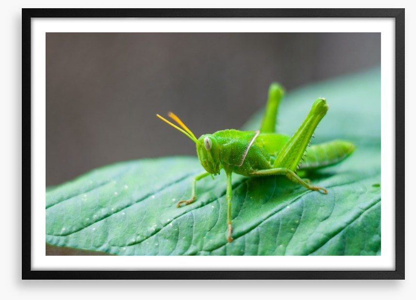 Insects