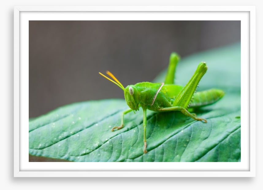 Insects