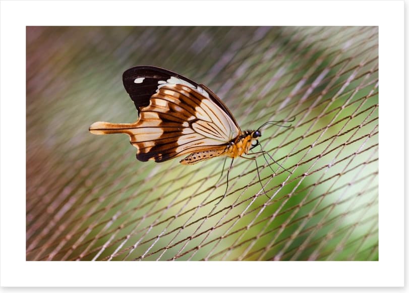 Insects