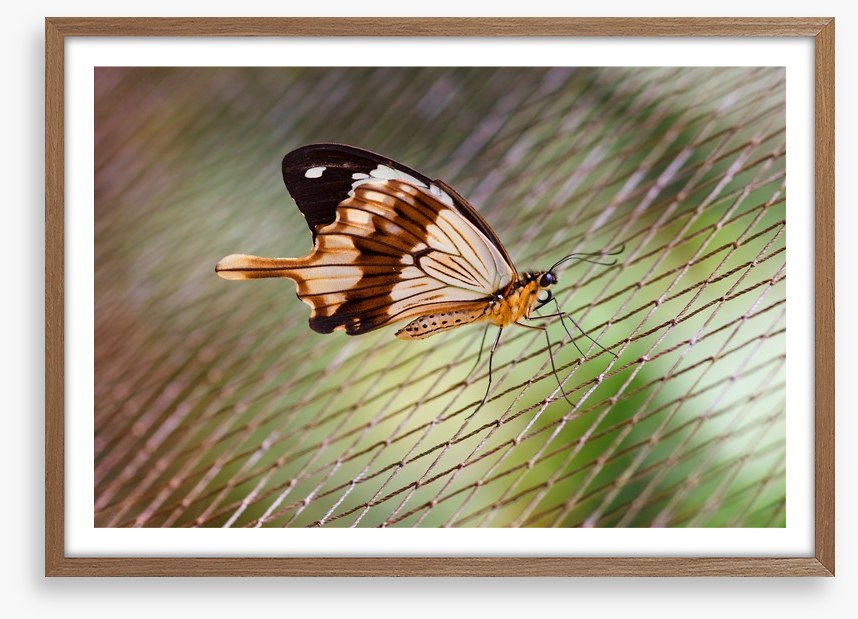 Insects