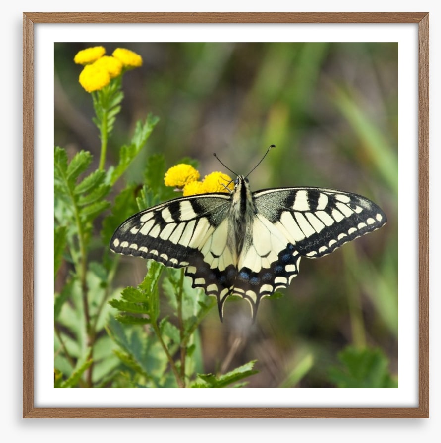 Insects