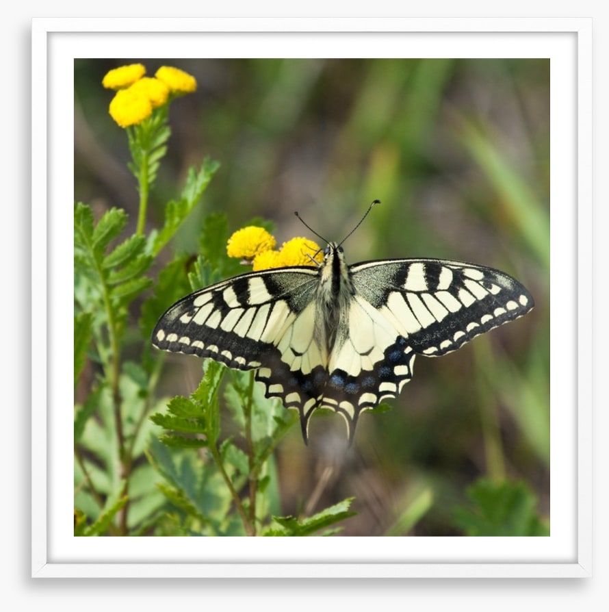 Insects