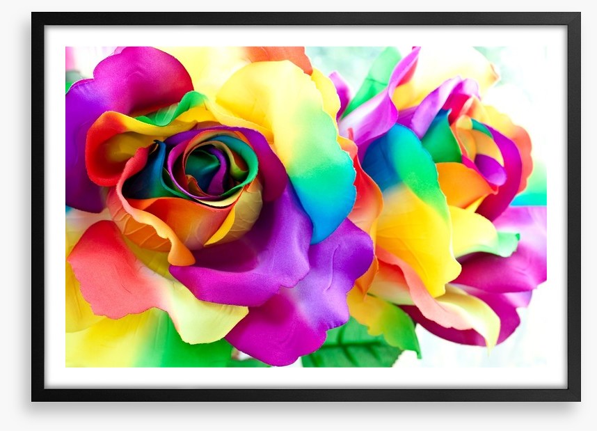 Rainbow roses