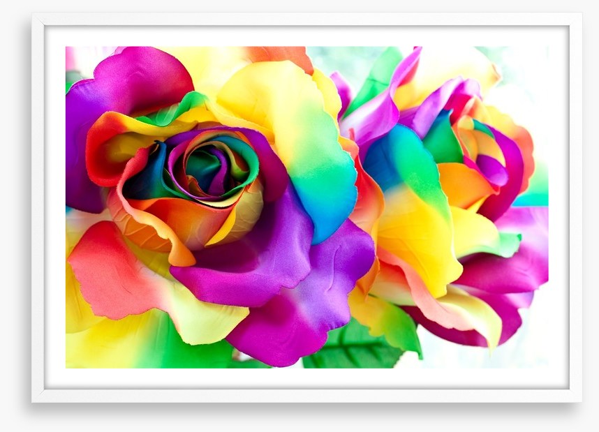 Rainbow roses