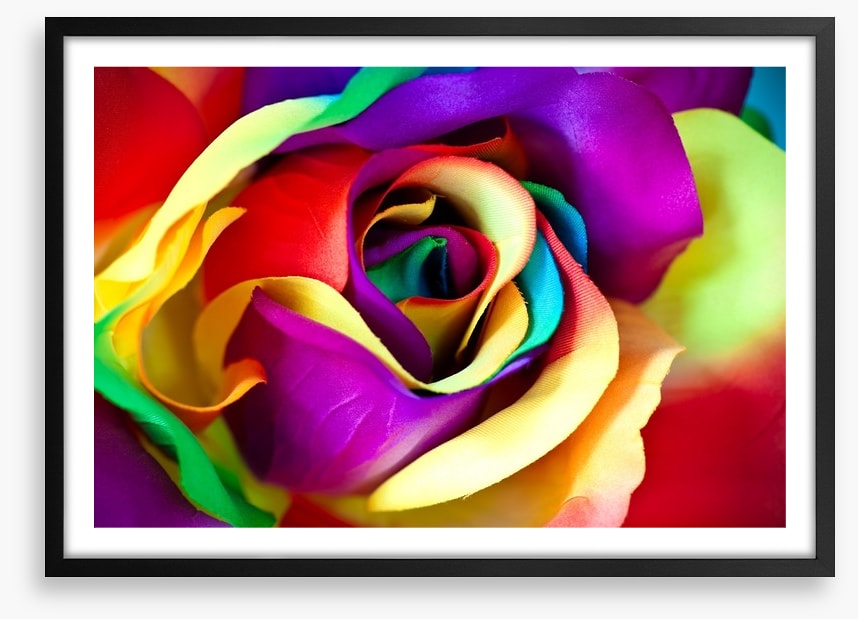 Spectacular rainbow rose