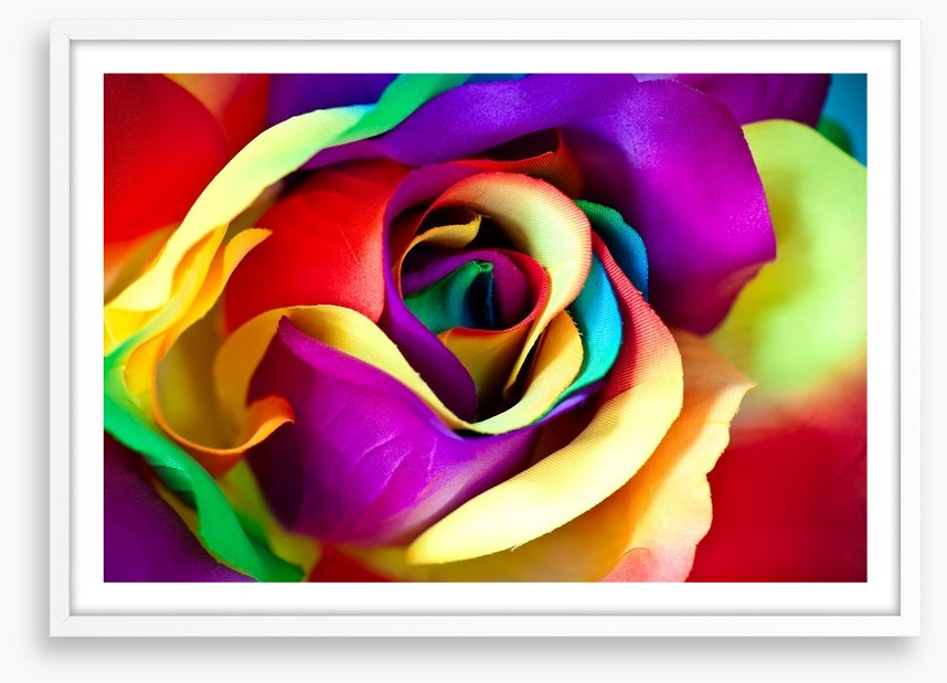 Spectacular rainbow rose
