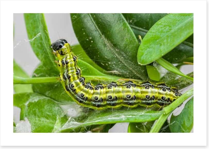 Insects