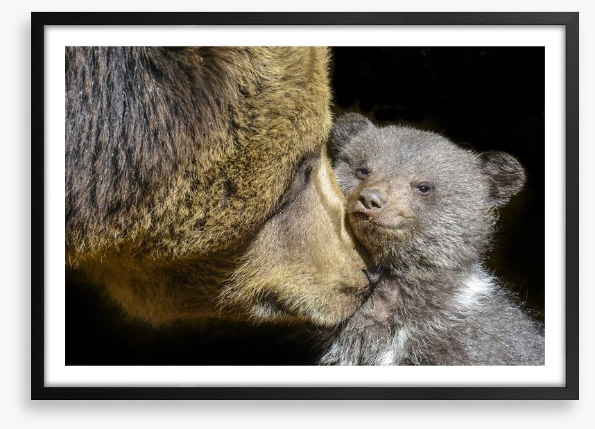 Little brown bear