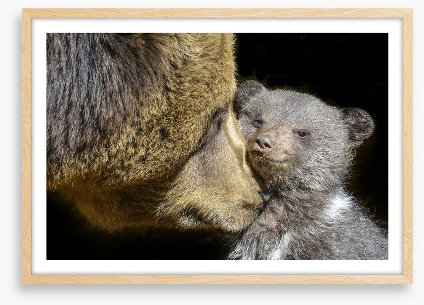 Little brown bear
