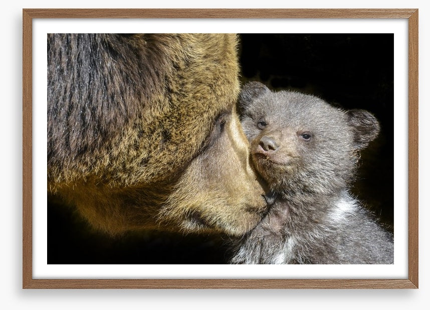 Little brown bear