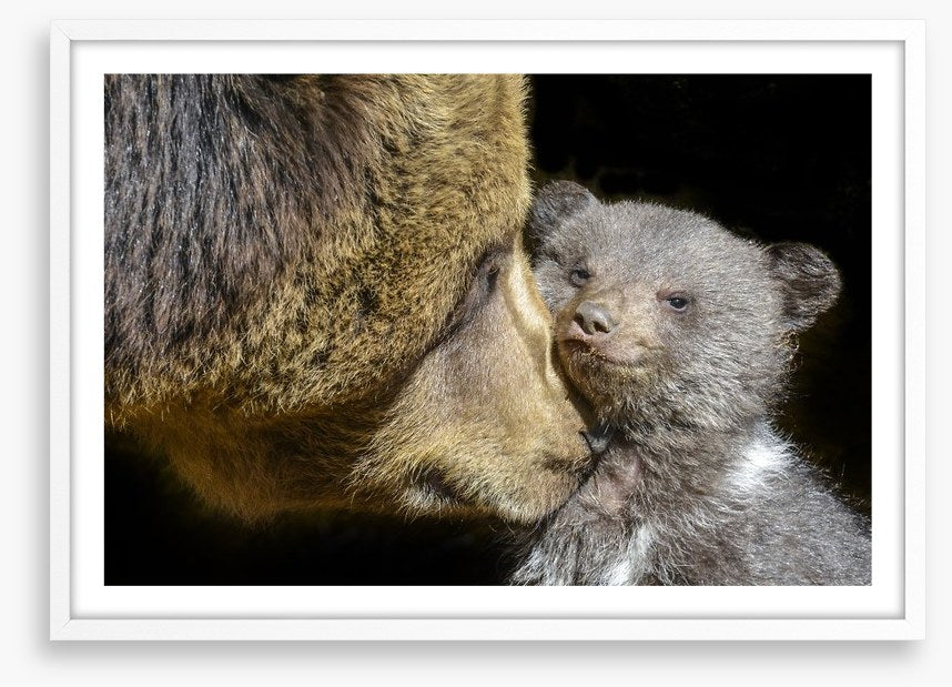 Little brown bear