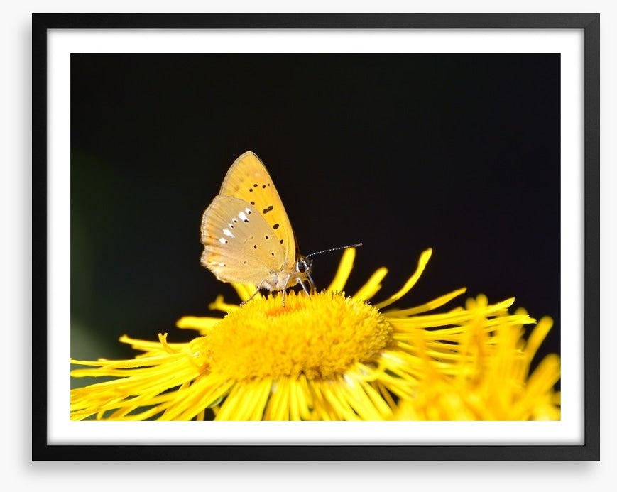 Insects