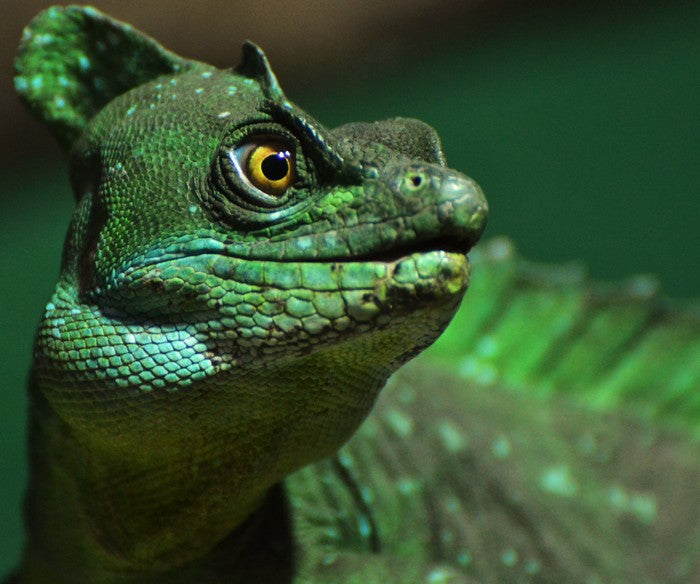 Reptiles / Amphibian