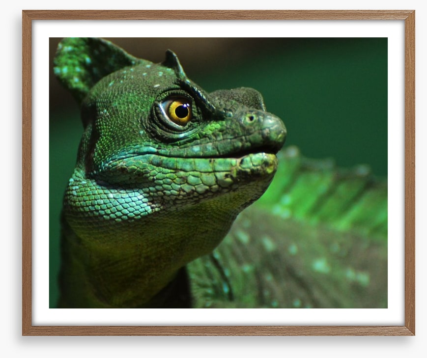 Reptiles / Amphibian